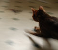 The Chase