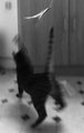 Narrow Escape