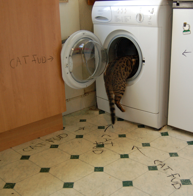 catfud1.jpg