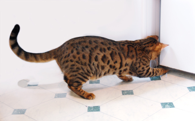 Day 7: It went under the fridge