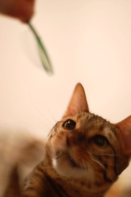 Day 24: Playtime
