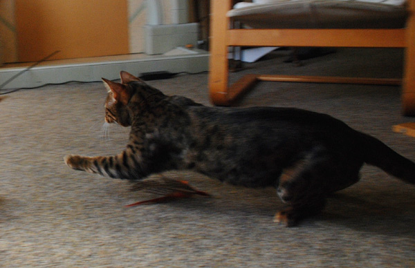 Hunter