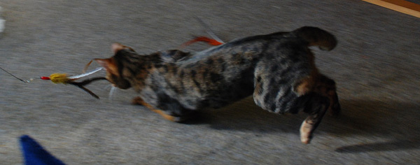 Chasing Da Bird