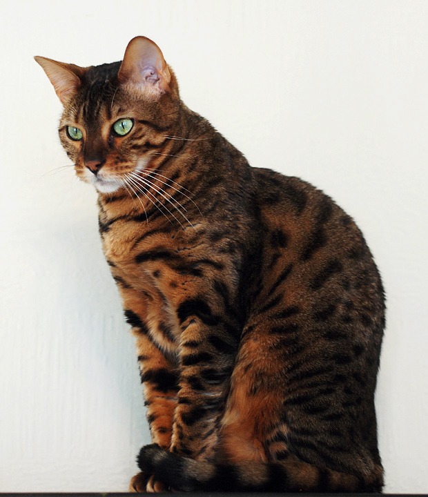 Statuesque