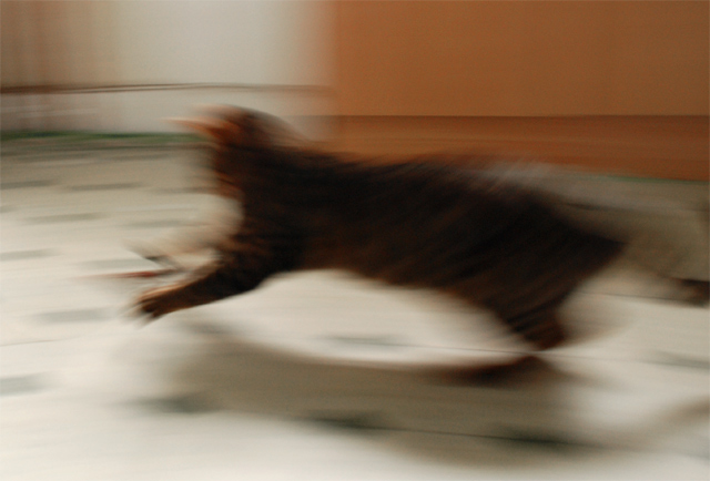Cat Blur