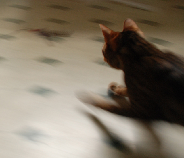 The Chase