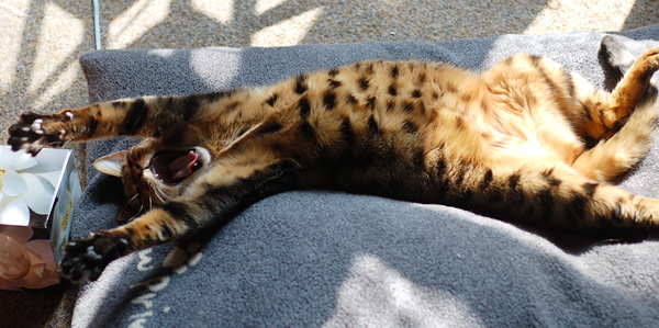 Yaaawn