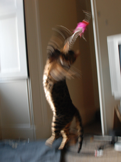 Action