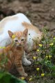 Mothers Love