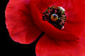 Memorial Day Poppy, dedicated to our Veterans