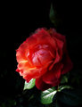 Rose in Shade