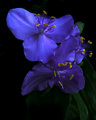 173 Spiderwort