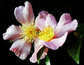 4069 V2 Camellia