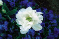 5262 Tulip Hybrid