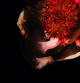 5881 Peony