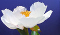 5883 Peony