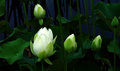 9660 Water Lilies