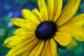 126 Black Eyed Susan