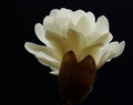 4137 V2 Star Magnolia