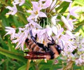 1080661 I almost got a Bee Shot!