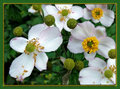 1080710   Anemone