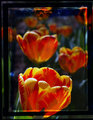 Tulip Sunlight