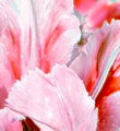 Ice Pink