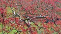 Red Maple