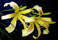 Two Yellow Spiders