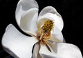 Magnolian White