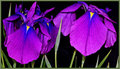 Wall(paper) Flowers