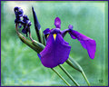 Purple Siberian