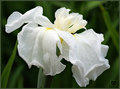 White Siberian Iris in the Shade