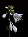 Hosta