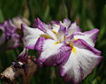 Deep in the Iris Patch #2