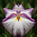 White Iris Abstract #2
