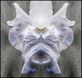 #3270 Iris Abstract