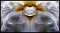 #3270 Iris Abstract