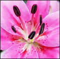 Pink Lily