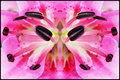 #3369 Pink Lily Abstract