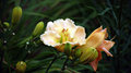 Lily Jungle