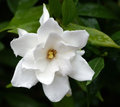 #3752 Gardenia
