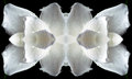 #3752 Gardenia Abstract #1