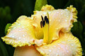 Rainy Yellow