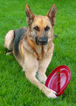 My Red Frisbe