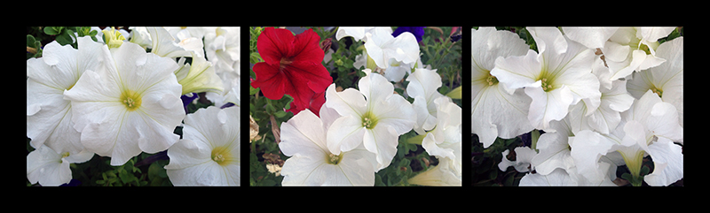 Petunias do very well in the heat of summer!