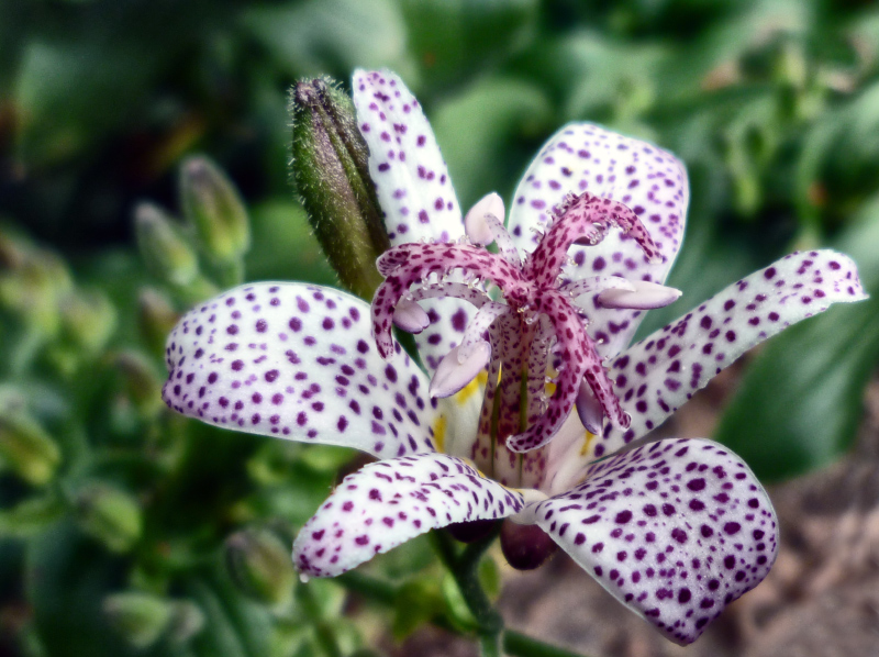 1040573 - Toad Lily