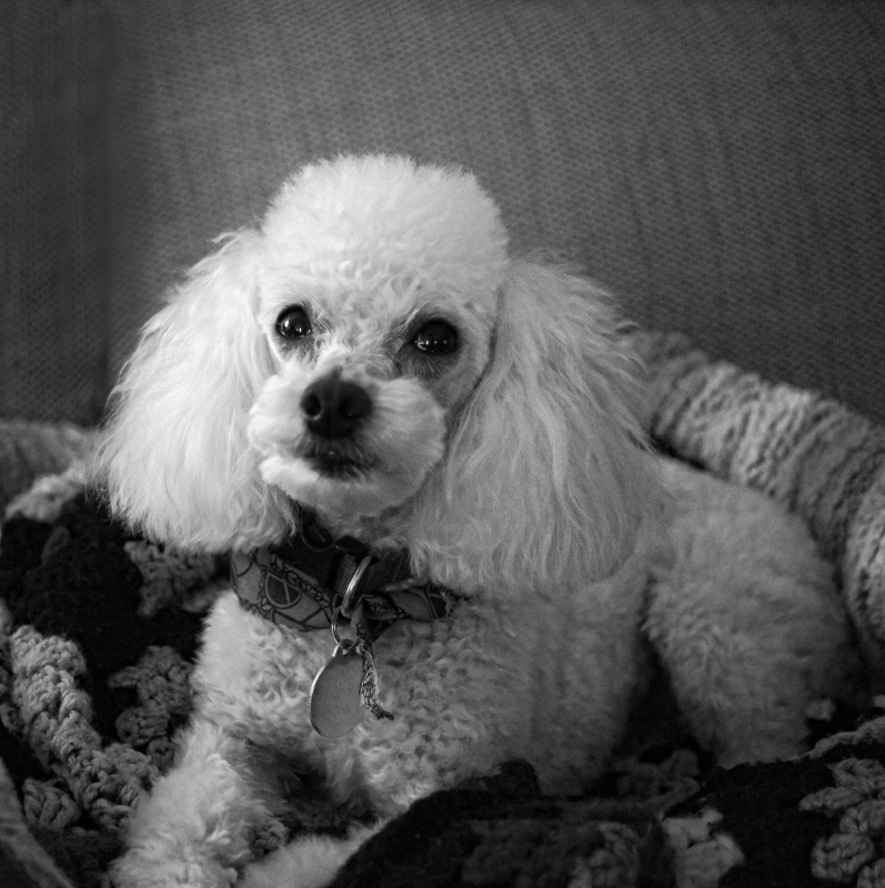 03453 - Gorgeous George