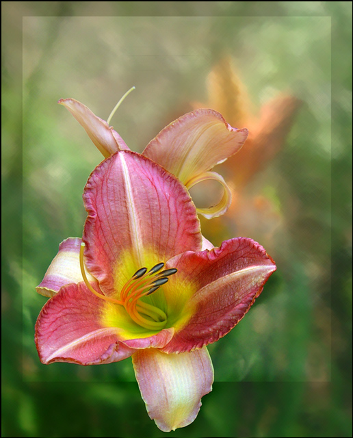 Day Lily 