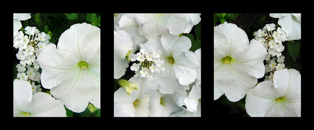 White Petunias